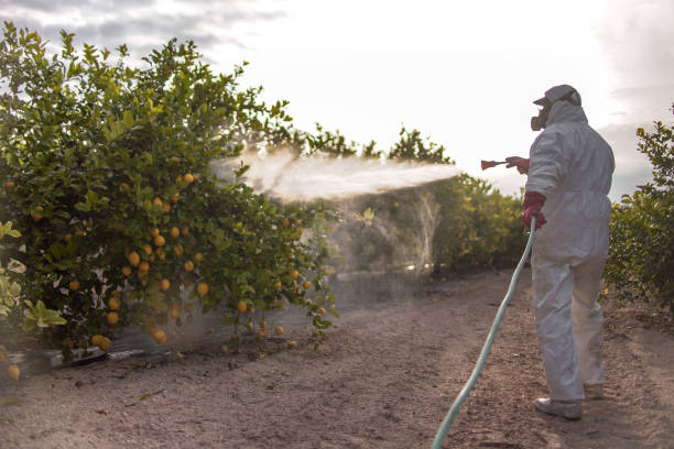 Trusted Black Hammock, FL Pest Control Experts