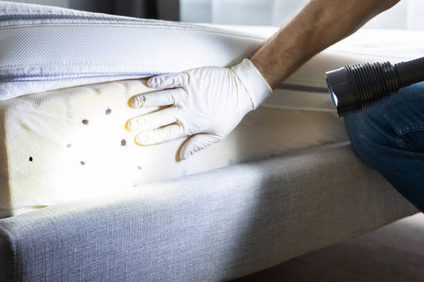 Best Best Pest Control Companies  in Black Hammock, FL