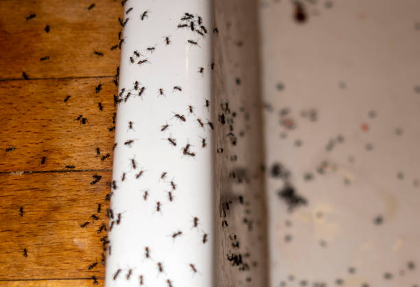 Best Commercial Pest Control Services  in Black Hammock, FL
