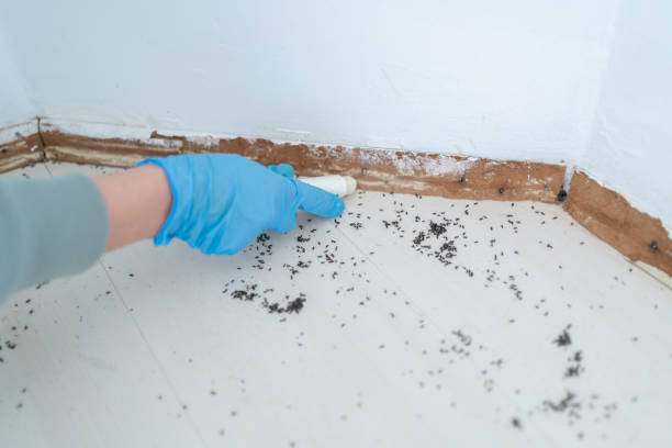 Best Rat Extermination Near Me  in Black Hammock, FL